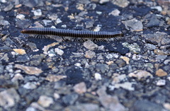 Ommatoiulus sabulosus