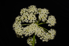 Ligusticum porteri