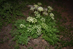 Ligusticum porteri