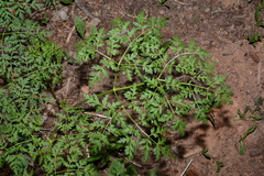 Ligusticum porteri