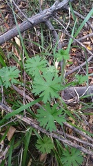 Geranium sessiliflorum