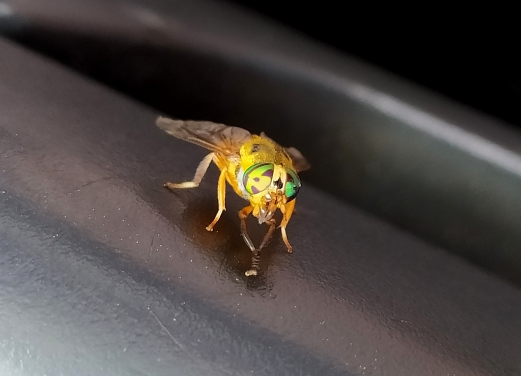 Diachlorus immaculatus