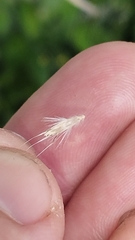 Rytidosperma unarede