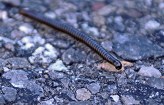 Ommatoiulus sabulosus