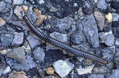 Ommatoiulus sabulosus