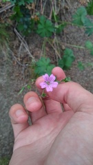 Geranium sessiliflorum