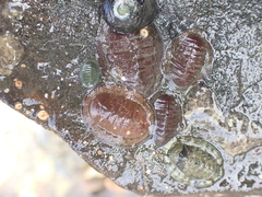 Chiton glaucus