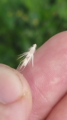 Rytidosperma unarede