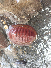 Chiton glaucus