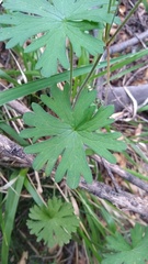 Geranium sessiliflorum