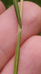 Rytidosperma unarede