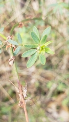 Acmispon glaber