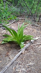 Chloraea cylindrostachya