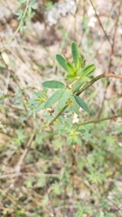 Acmispon glaber