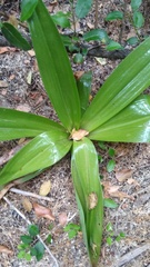 Chloraea cylindrostachya