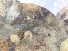 Acanthoclinus fuscus