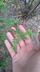 Austrocedrus chilensis