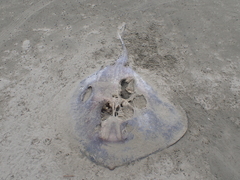 Bathytoshia brevicaudata