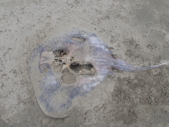 Bathytoshia brevicaudata