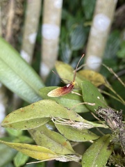 Restrepia