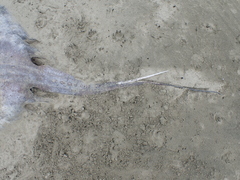 Bathytoshia brevicaudata