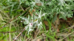 Eriophyllum confertiflorum