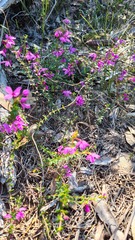 Tetratheca thymifolia