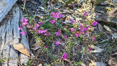 Tetratheca thymifolia