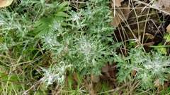 Eriophyllum confertiflorum