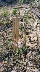 Epacris purpurascens