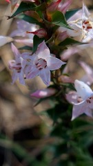 Epacris purpurascens