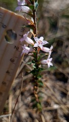 Epacris purpurascens