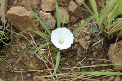Ipomoea simplex