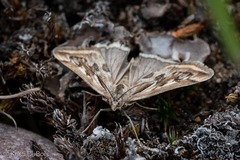 Loxostege cereralis