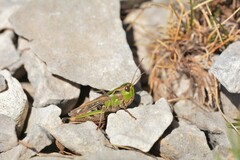 Stenobothrus grammicus