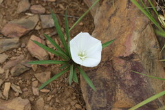 Ipomoea simplex