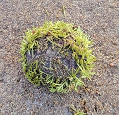 Lytechinus semituberculatus