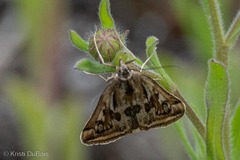 Loxostege cereralis