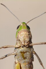 Stenobothrus grammicus