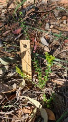 Phyllanthus hirtellus