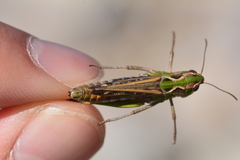 Stenobothrus grammicus