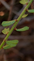 Phyllanthus hirtellus
