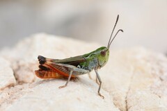 Stenobothrus grammicus