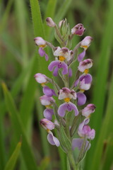 Brachycorythis pubescens