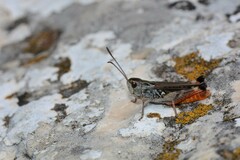 Stenobothrus grammicus