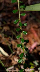 Phyllanthus hirtellus