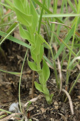Brachycorythis pubescens