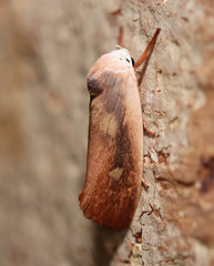 Cryptophasa rubescens
