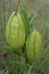 Pachycarpus appendiculatus