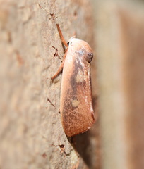 Cryptophasa rubescens
